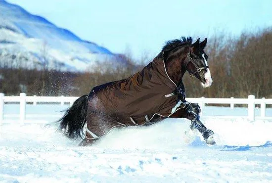 couverture RAMBO HORSEWARE VERI LAYER 250G EXTERIEURE IMPERMEABLE