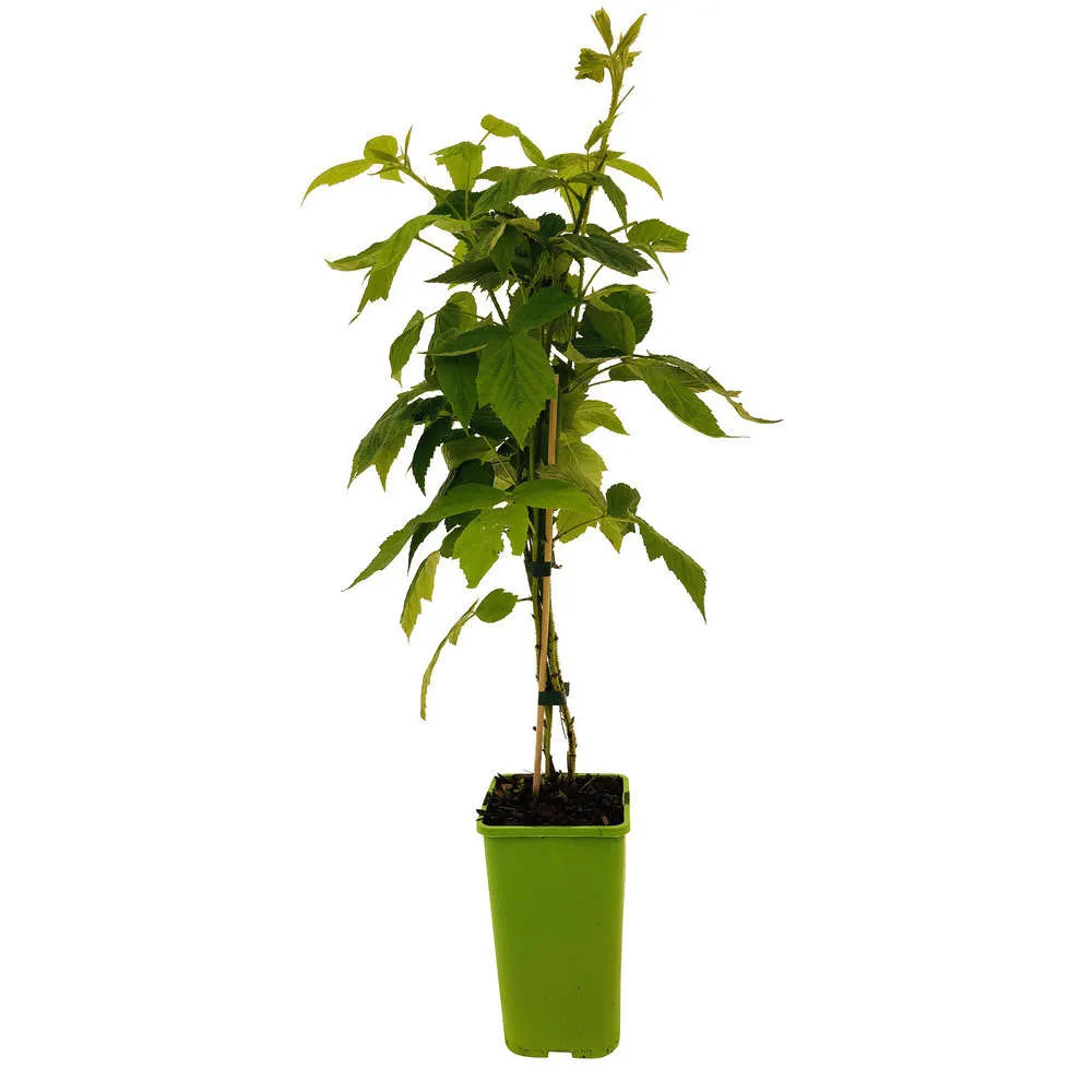 Framboisier 'Willamette' : pot de 1,5 litres