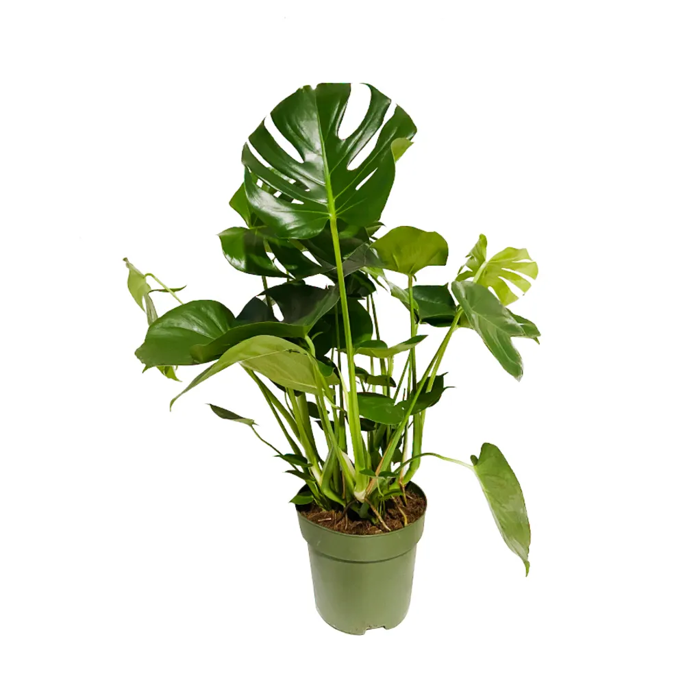 Monstera deliciosa:H 80 cm pot D27 cm